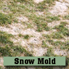 SnowMold